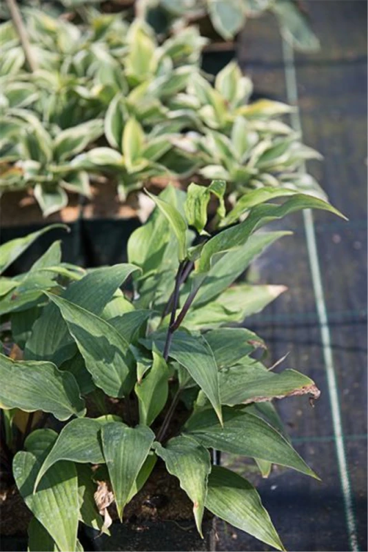 Garten-Lanzen-Funkie „Red October“ 3 Garten-Lanzen-Funkie „Red October“