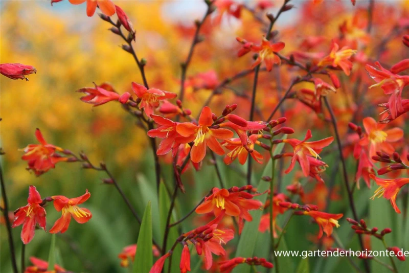 Montbretie „Carmine Brilliant“ 3 Montbretie „Carmine Brilliant“