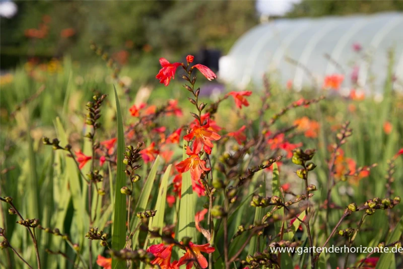 Montbretie „Carmine Brilliant“ 4 Montbretie „Carmine Brilliant“ – Bild 2