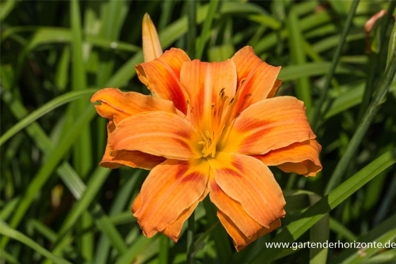 Gefülltblühende Garten-Taglilie „Kwanso“ 3 Gefülltblühende Garten-Taglilie „Kwanso“