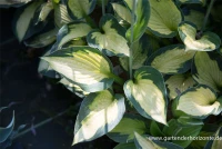 Garten-Funkie „Captain Kirk“ 6 Garten-Funkie „Captain Kirk“ – Bild 4