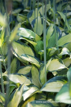 Garten-Funkie „Captain Kirk“ 9 Garten-Funkie „Captain Kirk“ -Blumen Risse Verkaufsladen P3002877 2 800x800