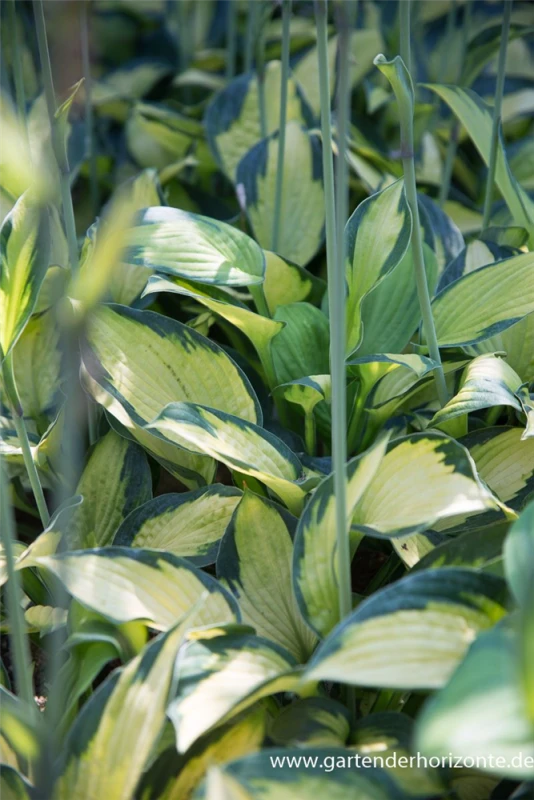 Garten-Funkie „Captain Kirk“ 4 Garten-Funkie „Captain Kirk“ – Bild 2