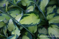 Garten-Funkie „Captain Kirk“ 8 Garten-Funkie „Captain Kirk“ – Bild 6