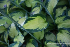 Garten-Funkie „Captain Kirk“ 10 Garten-Funkie „Captain Kirk“ -Blumen Risse Verkaufsladen P3002877 3 800x800