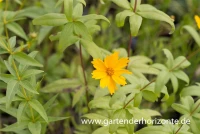 Größeres Mädchenauge 5 Größeres Mädchenauge – Bild 3