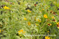 Größeres Mädchenauge 6 Größeres Mädchenauge – Bild 4