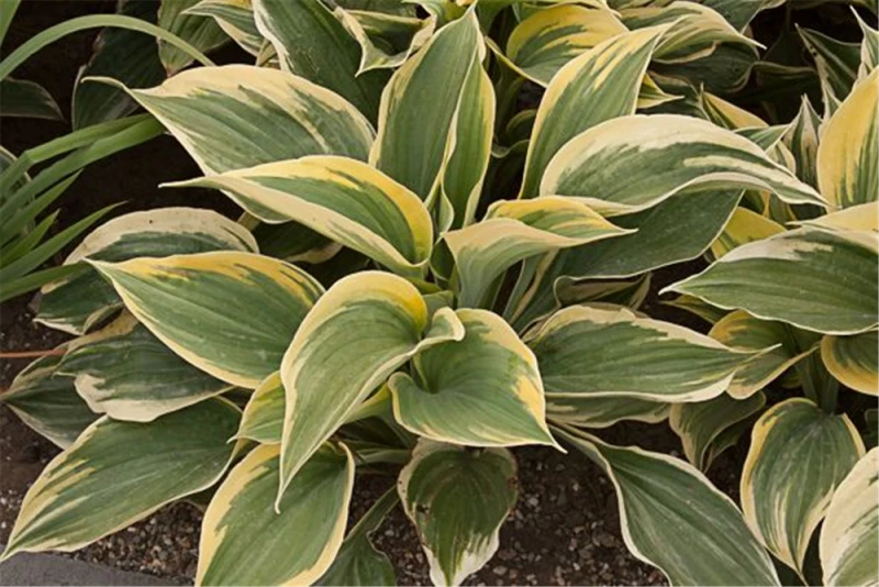 Große Goldrand-Funkie „Clifford´s Forest Fire“® 3 Große Goldrand-Funkie „Clifford´s Forest Fire“®