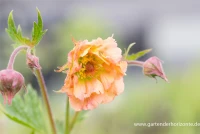 Chilenischer Nelkenwurz „Mai Tai“ 7 Chilenischer Nelkenwurz „Mai Tai“ – Bild 5