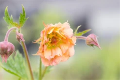 Chilenischer Nelkenwurz „Mai Tai“