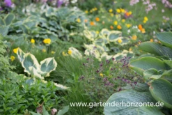 Funkie „Great Expactations“ -Blumen Risse Verkaufsladen P3002913 2 800x800