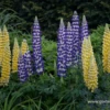 Garten-Lupine „Desert Sun“®