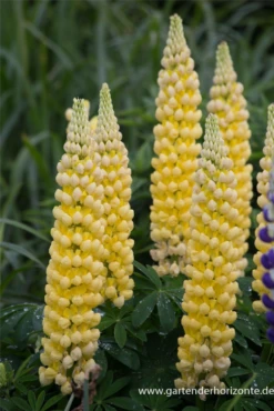 Garten-Lupine „Desert Sun“® -Blumen Risse Verkaufsladen P3003031 2 800x800