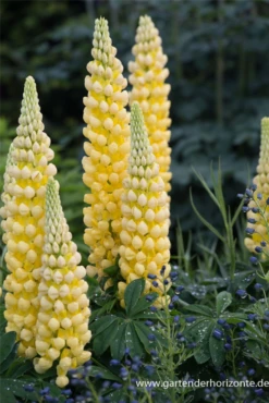 Garten-Lupine „Desert Sun“® -Blumen Risse Verkaufsladen P3003031 3 800x800