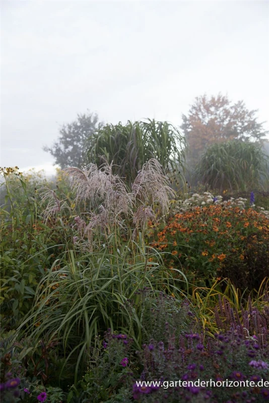 Garten-Chinaschilf „Zwergelefant“ 3 Garten-Chinaschilf „Zwergelefant“