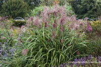 Garten-Chinaschilf „Zwergelefant“ 12 Garten-Chinaschilf „Zwergelefant“ – Bild 10