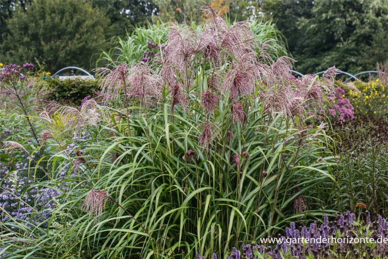 Garten-Chinaschilf „Zwergelefant“ 4 Garten-Chinaschilf „Zwergelefant“ – Bild 2