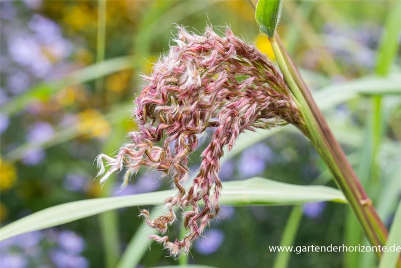Garten-Chinaschilf „Zwergelefant“ 6 Garten-Chinaschilf „Zwergelefant“ – Bild 4