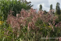 Garten-Chinaschilf „Zwergelefant“ 15 Garten-Chinaschilf „Zwergelefant“ – Bild 13