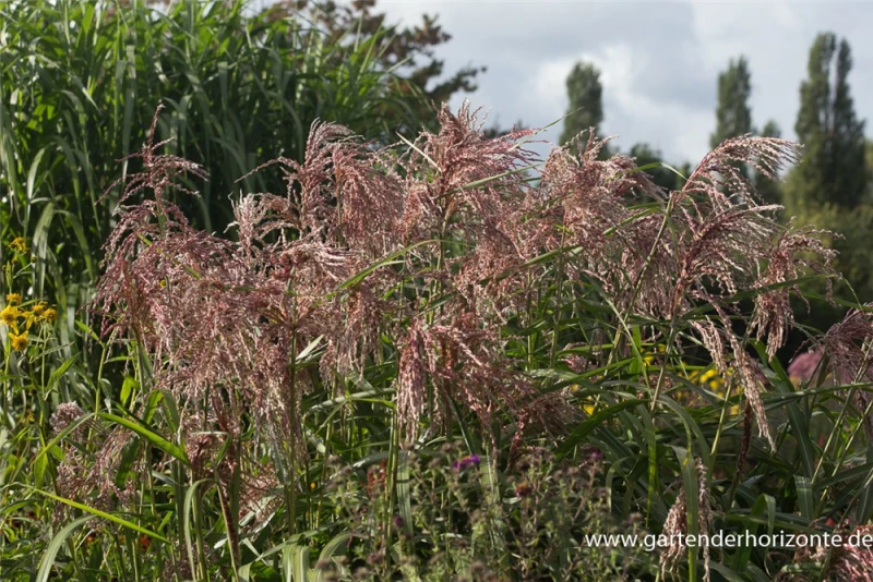 Garten-Chinaschilf „Zwergelefant“ 7 Garten-Chinaschilf „Zwergelefant“ – Bild 5