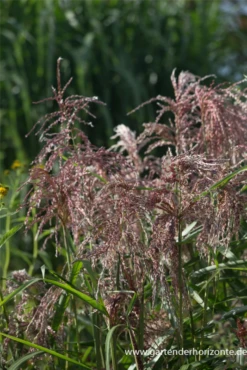 Garten-Chinaschilf „Zwergelefant“ 23 Garten-Chinaschilf „Zwergelefant“ -Blumen Risse Verkaufsladen P3003123 6 800x800