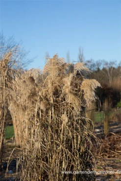 Garten-Chinaschilf „Zwergelefant“ 24 Garten-Chinaschilf „Zwergelefant“ -Blumen Risse Verkaufsladen P3003123 7 800x800