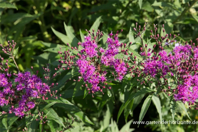 Arkansas-Scheinaster 3 Arkansas-Scheinaster