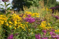 Arkansas-Scheinaster 6 Arkansas-Scheinaster – Bild 4