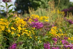 Arkansas-Scheinaster 7 Arkansas-Scheinaster -Blumen Risse Verkaufsladen P3003141 2 800x800