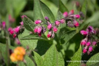 Bastard-Beinwell 5 Bastard-Beinwell – Bild 3