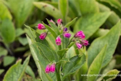 Bastard-Beinwell 7 Bastard-Beinwell -Blumen Risse Verkaufsladen P3003162 2 800x800