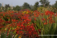 Hohe Montbretie 6 Hohe Montbretie – Bild 4