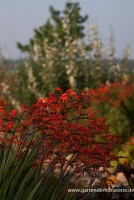 Hohe Montbretie 7 Hohe Montbretie – Bild 5