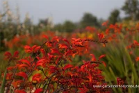 Hohe Montbretie 8 Hohe Montbretie – Bild 6