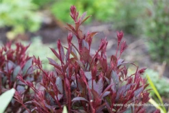 Dreiblattspiere -Blumen Risse Verkaufsladen P3003326 4 800x800