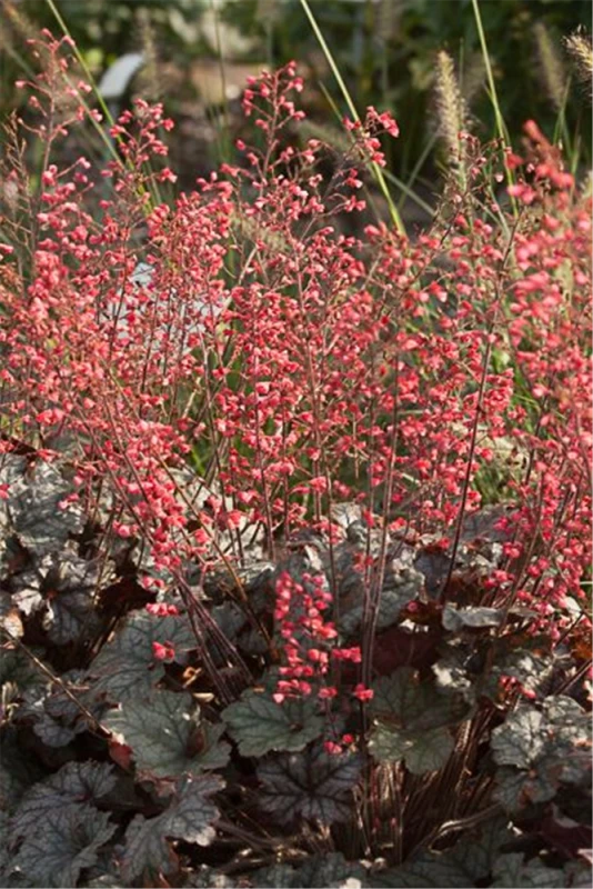 Purpurglöckchen „Paris“ 3 Purpurglöckchen „Paris“