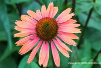 Garten-Scheinsonnenhut „Summer Cocktail“ 5 Garten-Scheinsonnenhut „Summer Cocktail“ – Bild 3