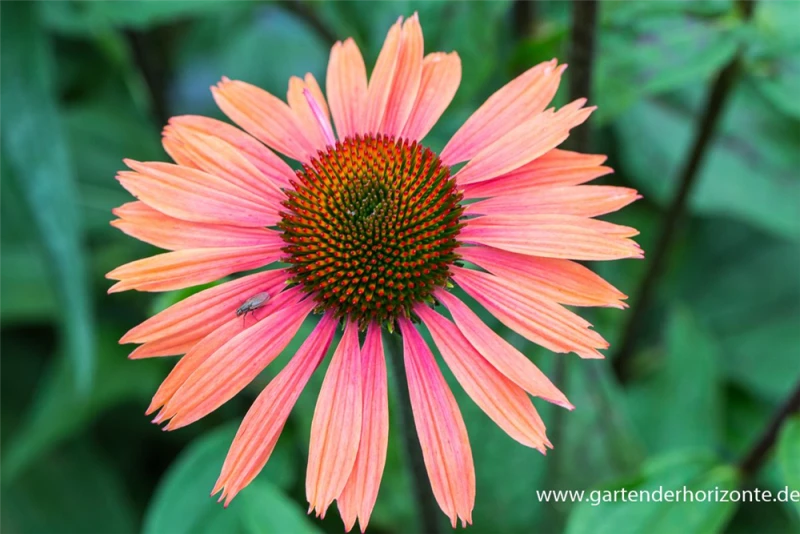 Garten-Scheinsonnenhut „Summer Cocktail“ 3 Garten-Scheinsonnenhut „Summer Cocktail“