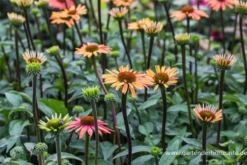 Garten-Scheinsonnenhut „Summer Cocktail“ 7 Garten-Scheinsonnenhut „Summer Cocktail“ -Blumen Risse Verkaufsladen P3003361 2 800x800