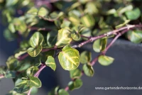 Echte Rebhunbeere 11 Echte Rebhunbeere – Bild 9