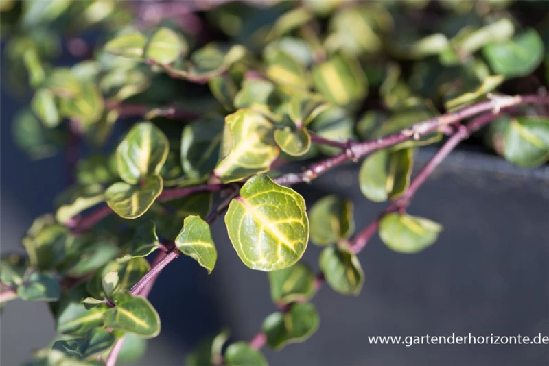 Echte Rebhunbeere 5 Echte Rebhunbeere – Bild 3