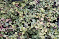 Echte Rebhunbeere 12 Echte Rebhunbeere – Bild 10