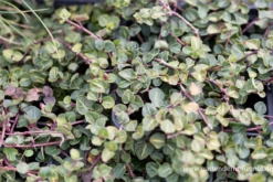 Echte Rebhunbeere 17 Echte Rebhunbeere -Blumen Risse Verkaufsladen P3003373 2 800x800