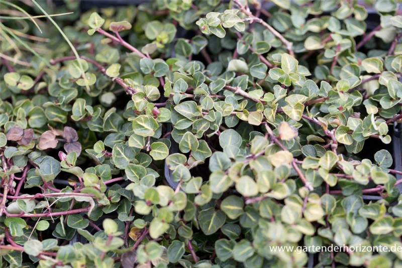 Echte Rebhunbeere 6 Echte Rebhunbeere – Bild 4