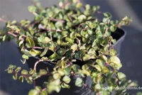 Echte Rebhunbeere 13 Echte Rebhunbeere – Bild 11