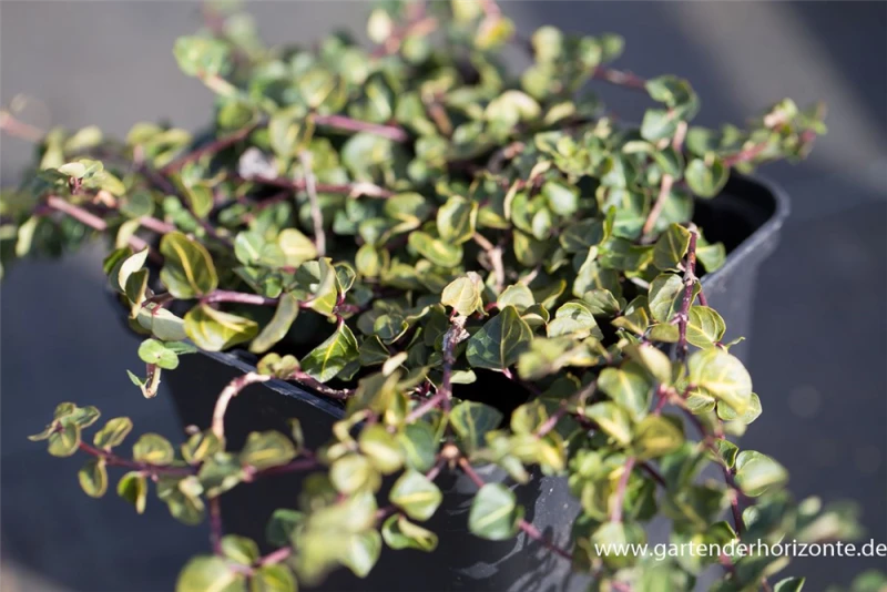 Echte Rebhunbeere 7 Echte Rebhunbeere – Bild 5