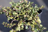 Echte Rebhunbeere 9 Echte Rebhunbeere – Bild 7