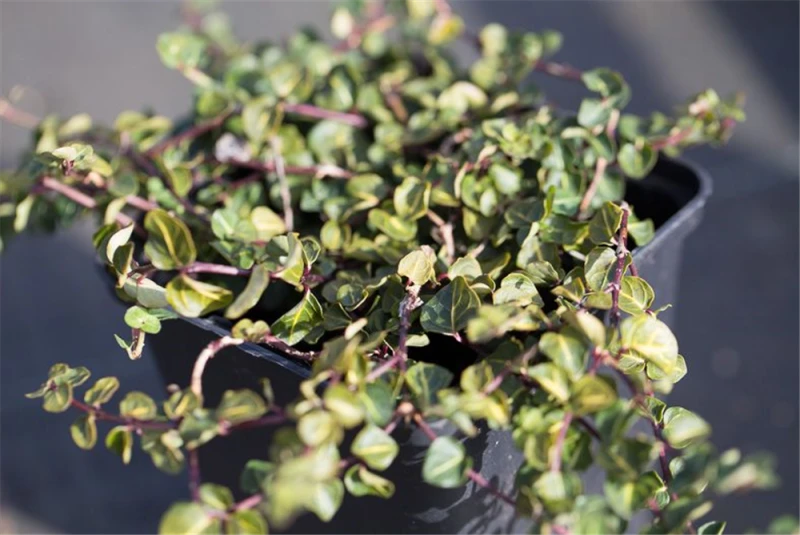 Echte Rebhunbeere 3 Echte Rebhunbeere