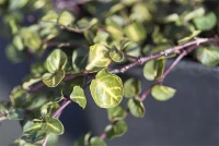 Echte Rebhunbeere 10 Echte Rebhunbeere – Bild 8