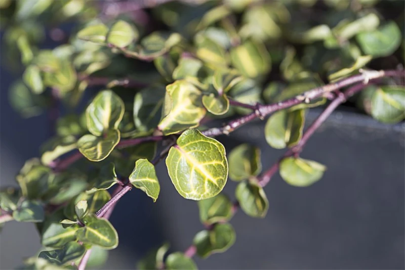 Echte Rebhunbeere 4 Echte Rebhunbeere – Bild 2